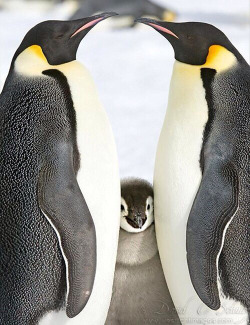 terragina:  Penguin-Family