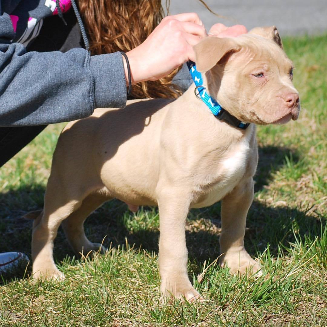 champagne xl bully