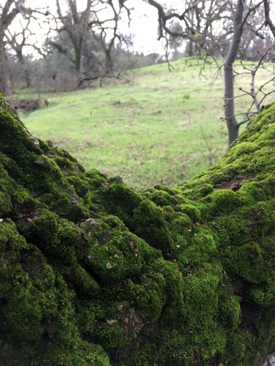 mossylesbian:  Moss appreciation post 