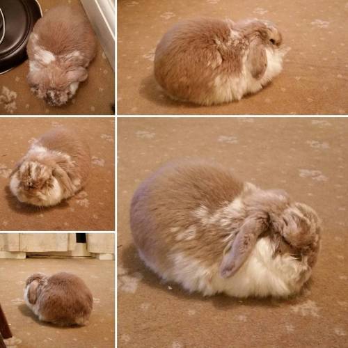 My master loafer #jubby #jubbybunny #rabbit #lop #minilop #hollandlop #cute #kawaii #usagi #lapin #f