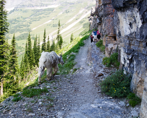 michelleenos: This dude led our way down the trail for quite awhile. (Glacier National Park, summer 