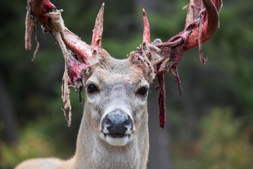 end0skeletal-undead:In male whitetail deer, antlers begin to grow in late spring, covered with a hig