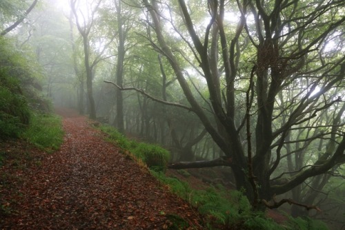 Misty woodland - wide angle by Mike Crowle