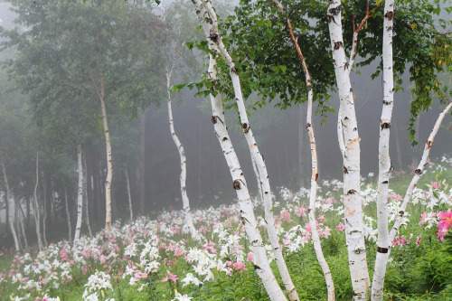 Porn phantastrophe:  Nasushiobara, Japan | Photographer: sd@blog photos