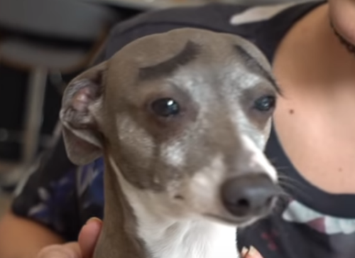 deluxetrashqueen: JennaMarbles’s dog Kermit always looks like he’s on the brink of tears, no matter his actual emotional state. She put some fake eyelashes on him to look like eyebrows and he looks like the most distraught animal to ever live. He’s