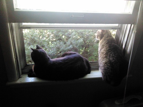 My cats in my old window. Raytown, Missouri. 