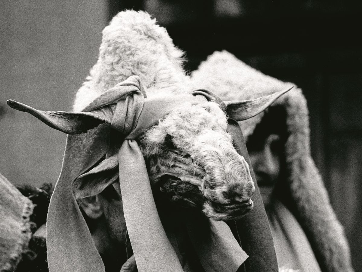 de-salva:  Carnival mask