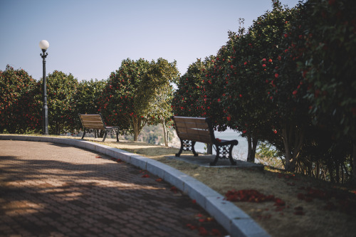 2022-03-27Spring, CamelliaCanon EOS R3 + RF50mm f1.2LInstagram  |  hwantastic79vivid