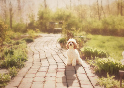 timefliestoday:  Lola by `Jess on Flickr. 