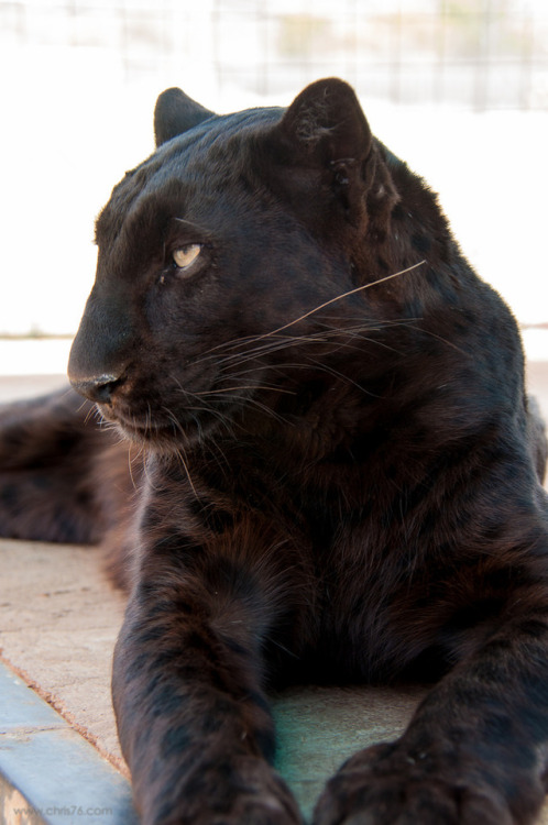 funkysafari:Black panther by chrisparkeruk