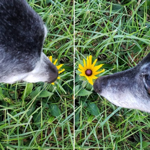 Just 2 bros smelling a flower #greyhound #retiredracer #spooniepets #greyhoundsofinstagram #themight