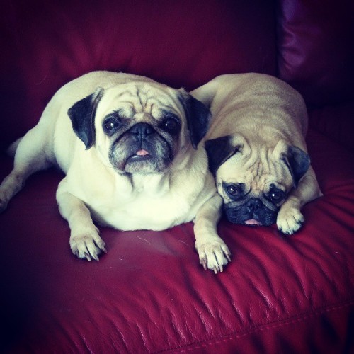 bahhumpug:  I think Sunny and Rosy really bonded together during this past weekend when I left them at my parents.