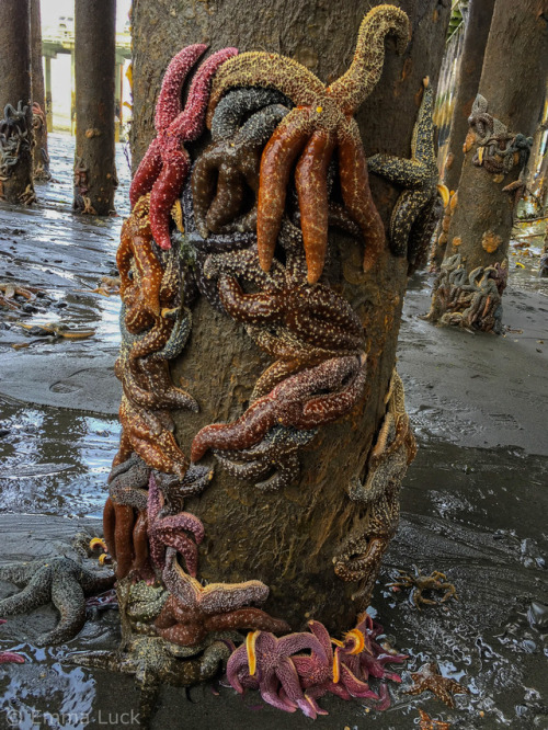 captcreate: flukeprintphotography: Mottled sea stars (Evasterias troscheli) and flat bottom sea star