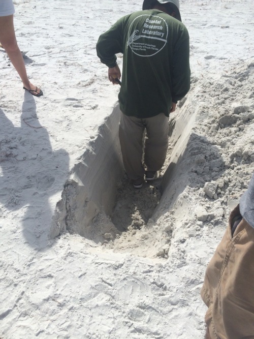 martianhippy: Today I went on a field trip to a couple of beaches. We dug a trench and saw laminatio