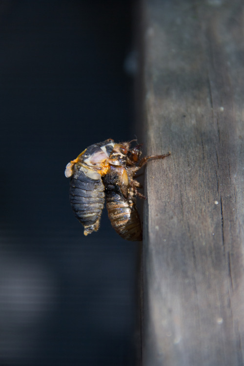 in praise of cicadas