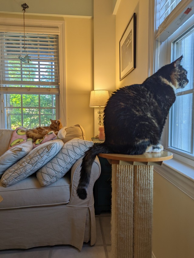 Fiona on a cat perch looking out the window. Wallace laying on the couch in the background. 