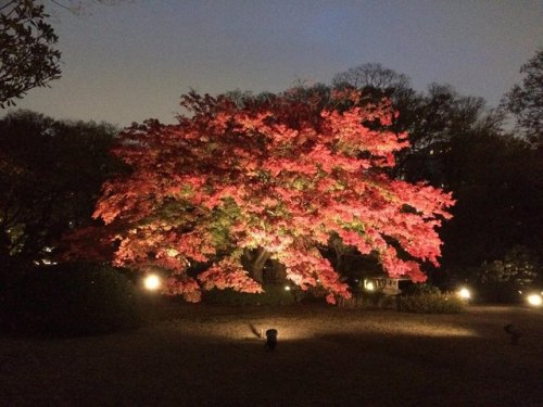 六義園イルミネーションRikugien IlluminationI went last weekend, but was a little disappointed. It was beautiful