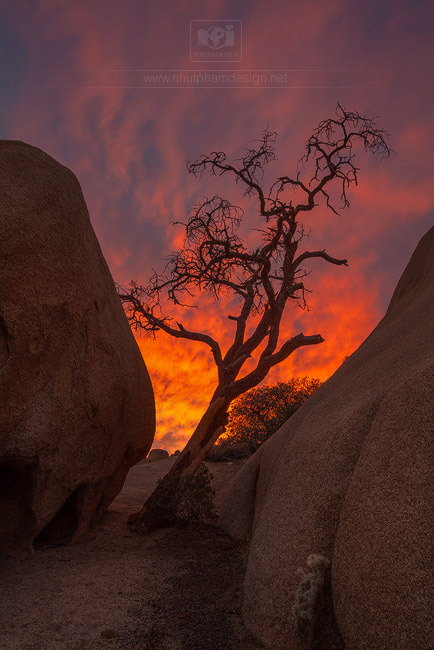photography-col:Lone Tree by The Fire by NhtPhm