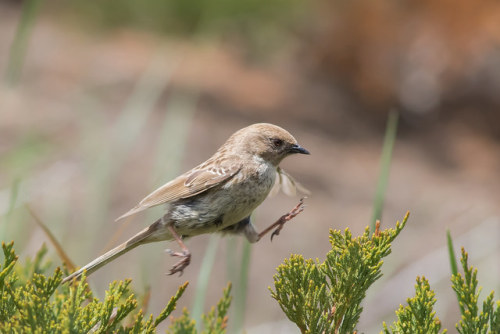  Prunella koslowi by Jargal Lamjav Known as Kozlov’s accentor.Polish name: płochacz mongolski 