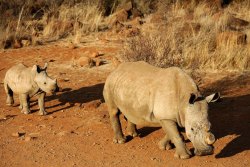 oix:  Africa’s Western black rhino officially