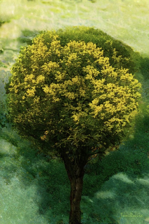 ROUND TREE