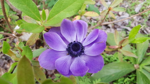 May 2018 - Anemones for VV loves anemones. I quite like them myself, these are actually my favorite 