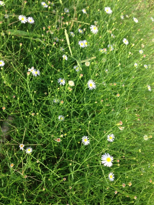 plantulent:   green | plant
