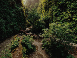 kevinruss:  Fern canyon. Prairie creek redwoods