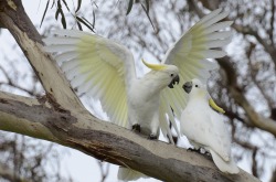 A little afternoon gossip (Sulphur Crested