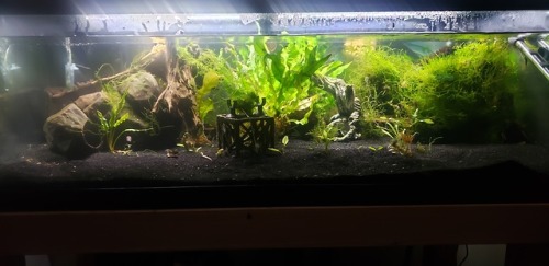 So the Java Moss has been growing at an impressive rate, once again managing to over-take over 60 pe