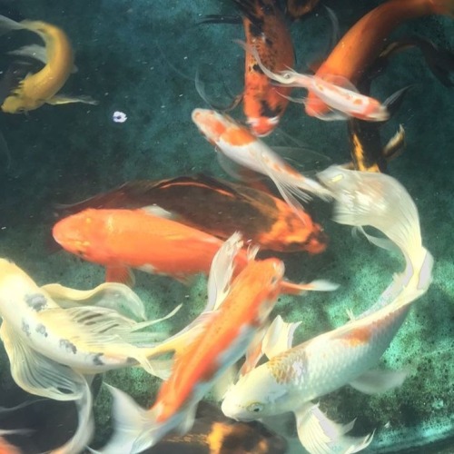 I Got An Anon Request For A Fish Themed Moodboard But I Accidentally Deleted It I'm So Sorry :( I Hope