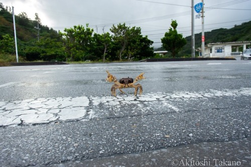 pithya: petitpoulailler: visual definition of ‘audacity’ That’s just how crab