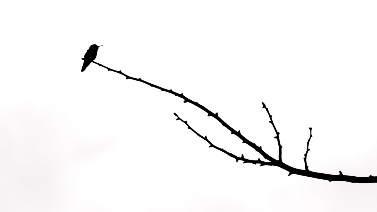 steepravine:  Silhouette of Hummingbird on Branch I took this at lunch yesterday,