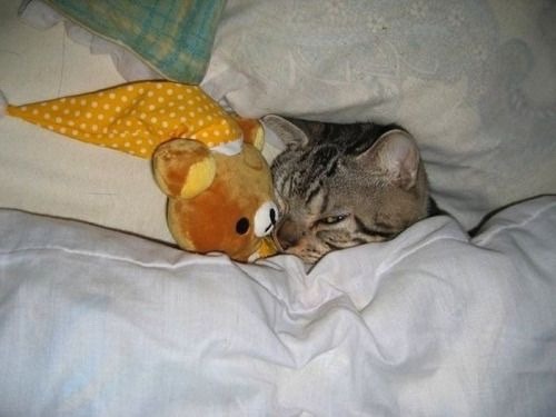 eridanus-supervvoid:  sunshine-mlm:   sunshine-mlm:  Gays!! Wake up!!   GAYS   