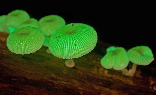 XXX nubbsgalore:among bioluminescent organisms, photo