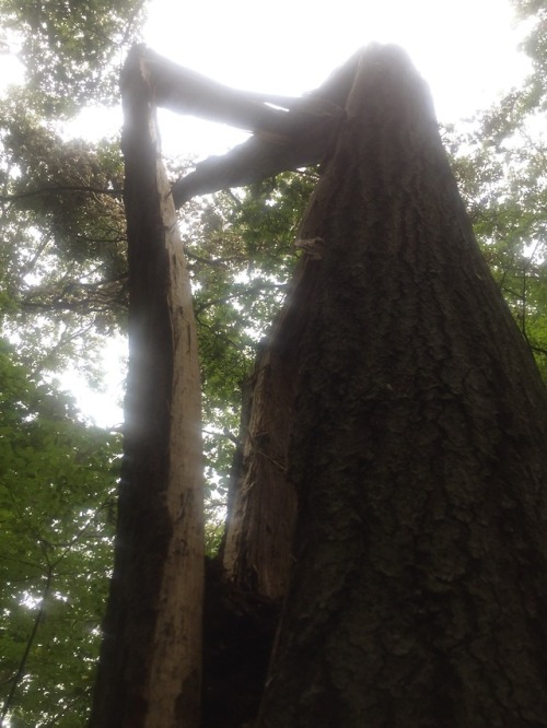 In Case You’ve Been Wondering …Lightning hit this oak tree, made it explode, and drove zillio