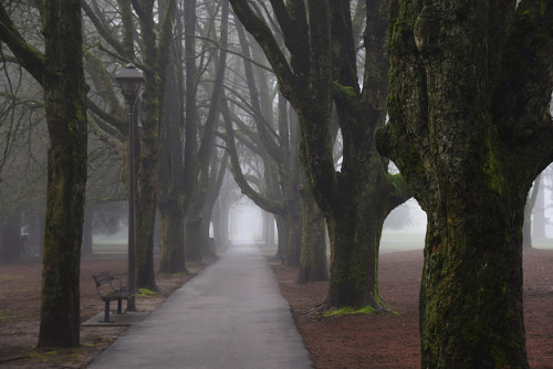 Beauty Of Trees In The Fog by Arlene Gee (seeker of artistic beauty) on Flickr.