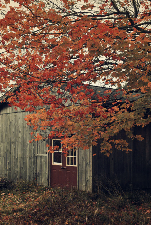 XXX wolfsweet:  Foggy autumn around my home. photo