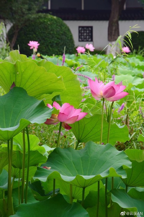 fuckyeahchinesegarden:莫愁湖mochouhu, nanjing, jiangsu province by 云溪AN