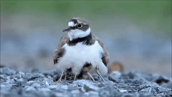 Cuteanimals-Only:  Let. Me. In.