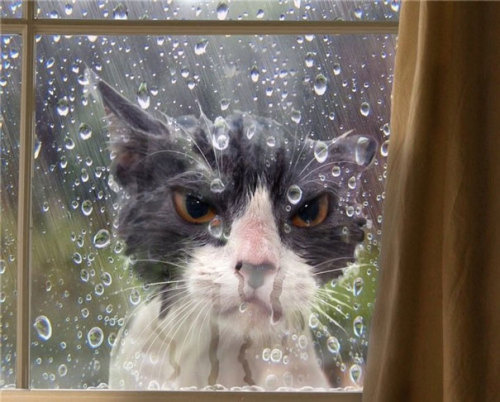 awesome-picz:    Cats Who Immediately Regretted Their Poor Life Choices. 