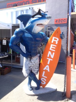 peaceroxi:  &ldquo;hold on wait i have to take a photo of this bara shark for my friend&rdquo;   sharkmagician