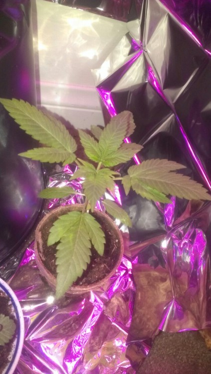 Lookit how my babies grow!