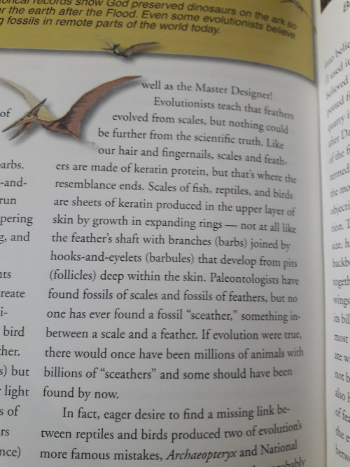 palaeofail:More creationist books.We certainly have found transitional forms of feathers! Lots of di