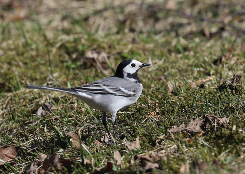 White wagtail/sädesärla.