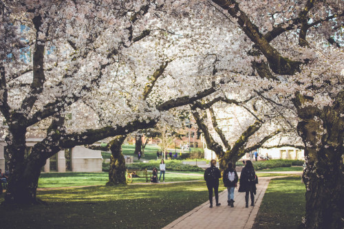 Cherry Blossoms at University of Washington - Seattle, Washington