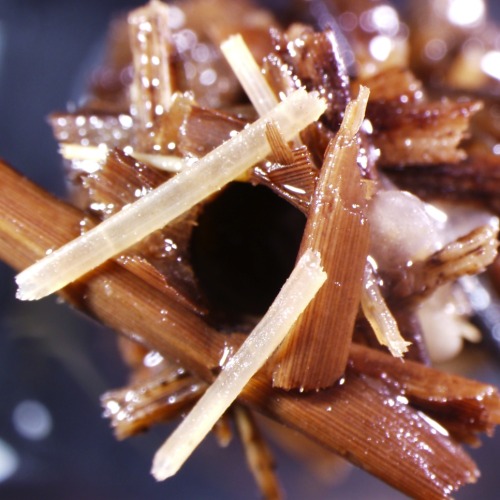 The top picture is a case made by a caddisfly in the genus Platycentropus. The larvae stack sma