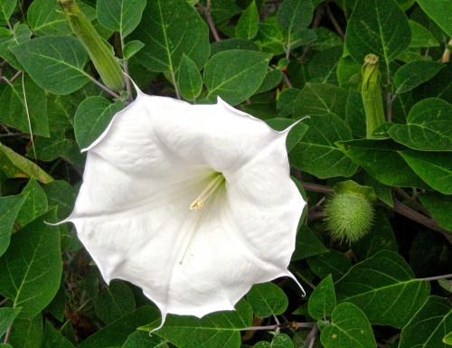 An angel’s trumpet growing downtown. Not my garden.