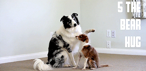 dailygiffing:  Dogs Demonstrate 5 Types of Hugs for Valentine’s Day   This is too