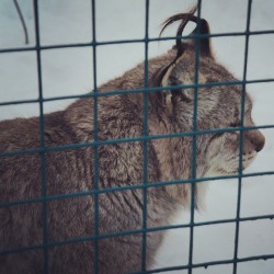 #Lynx / #Izhevsk #Zoo #Animals  January 4, 2014  #Рысь #кошки #киски #cat #cats #kitty #Udmurtia #Russia #animal #Ижевск #Удмуртия #Россия #зоопарк #животные